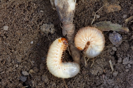 Grub Damage in Georgia Lawns: Signs, Timing, and When Treatment Works Best