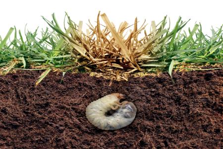 Grub Control