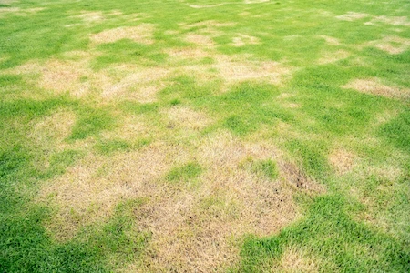 Turf Disease Control
