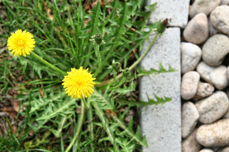 5 Common Lawn Weeds in Stonecrest and How to Get Rid of Them